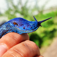 day trip from lviv entitled blue slug hunt